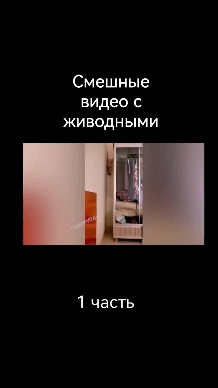 #смешные видео #животные