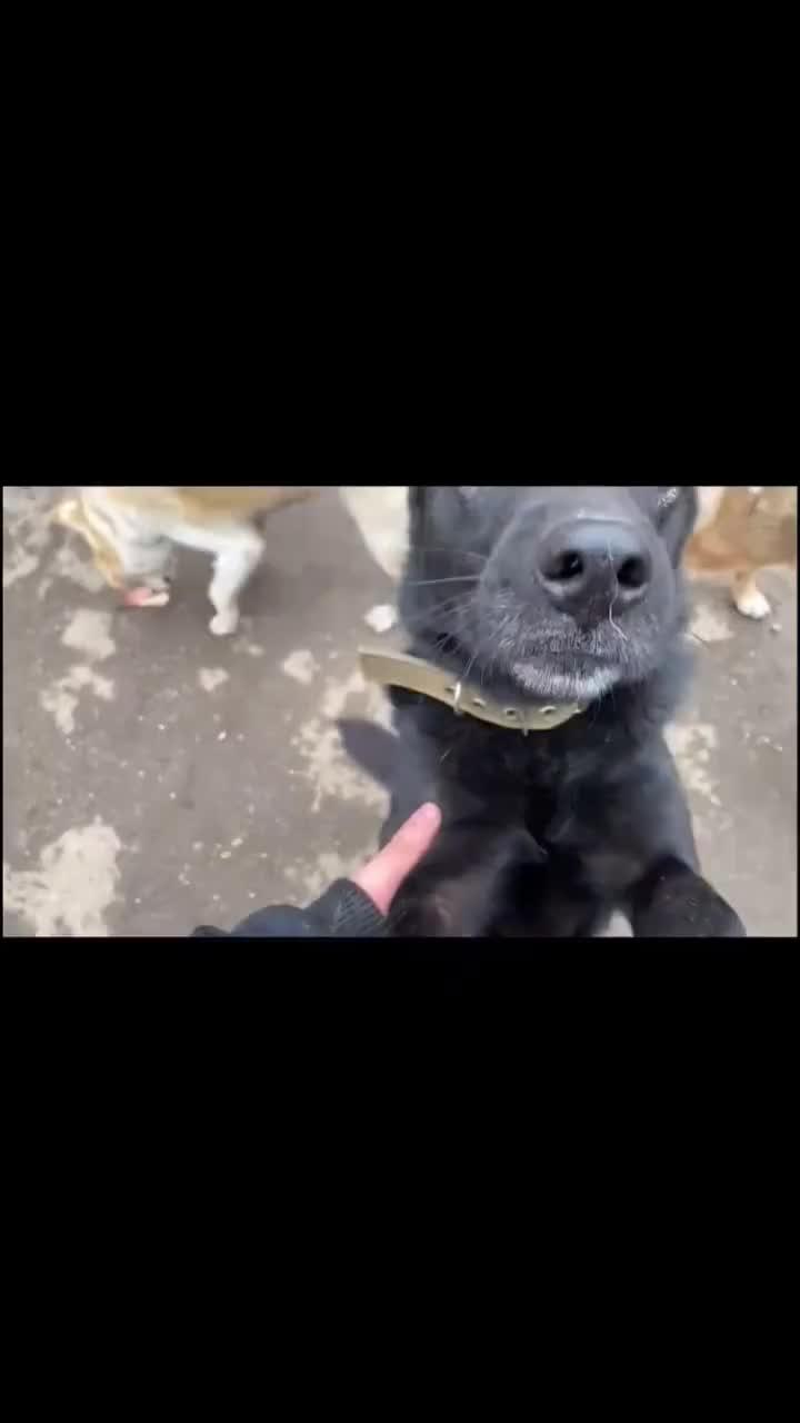 Милое видео с собаками