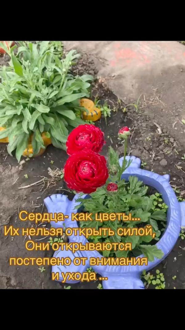 сердца как цветы #цитаты #цветы #сердце #сад #огород