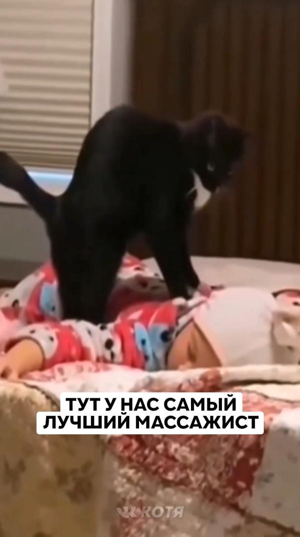 Кто хочет такой же массаж? 
#кот #кошка #котики