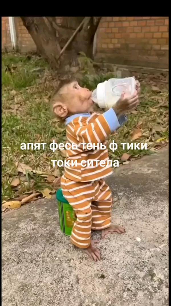 обезьянки