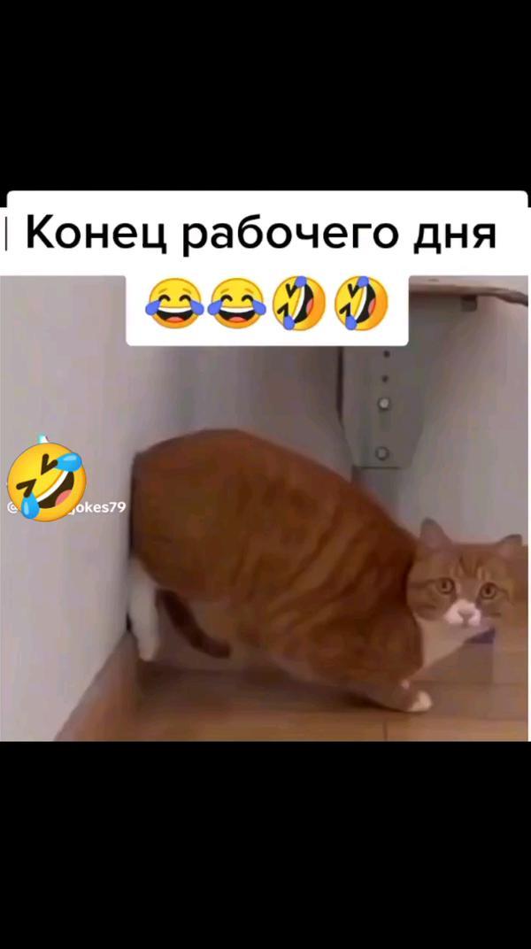 Смешно про котика #животные #котики