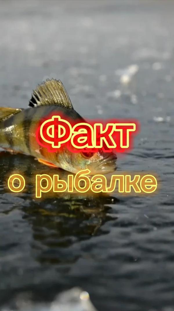 Факт о рыбалке #образование #рыбалка