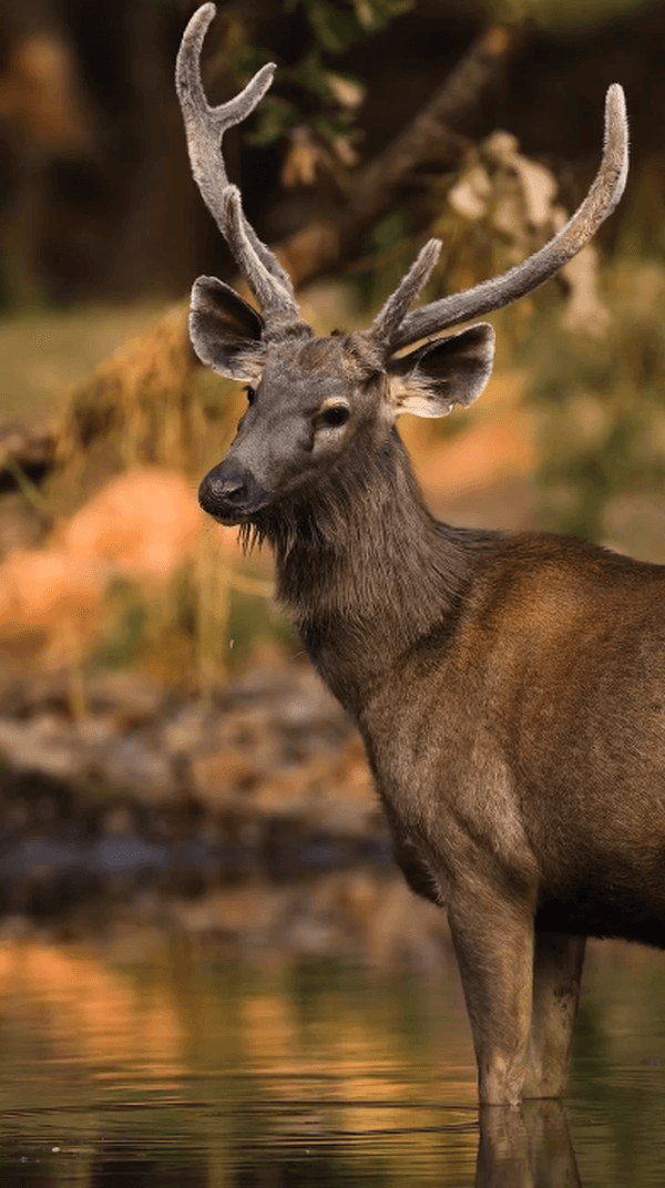 #itfeelit #video #india #viral #aarzookhuranaphotography #trending #natur