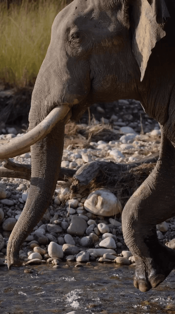 #video #aarzookhuranaphotography #aarzookhurana #bbcearth #earthcapture #earthofficial #naturelover #india #viral