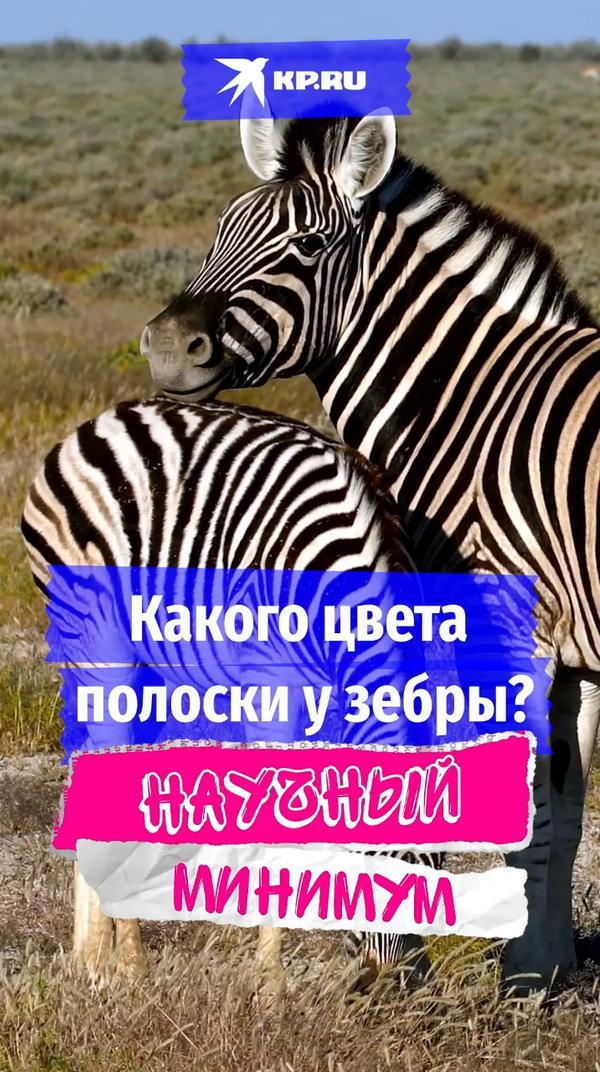 Как думаете, зебры чёрные в белую полоску или белые в чёрную полоску? И зачем им вообще полоски? Узнаем в рубрике «Научный минимум» #научныйминимум