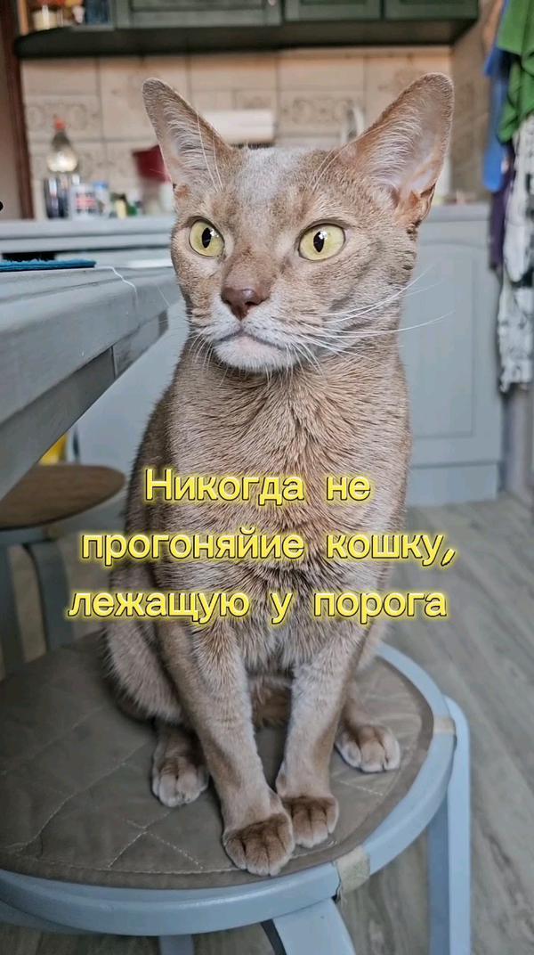 Примета с кошками #котик