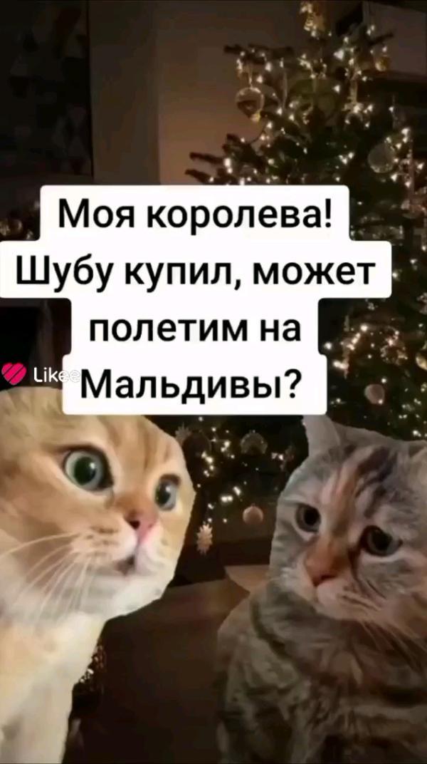 Мемы с котами