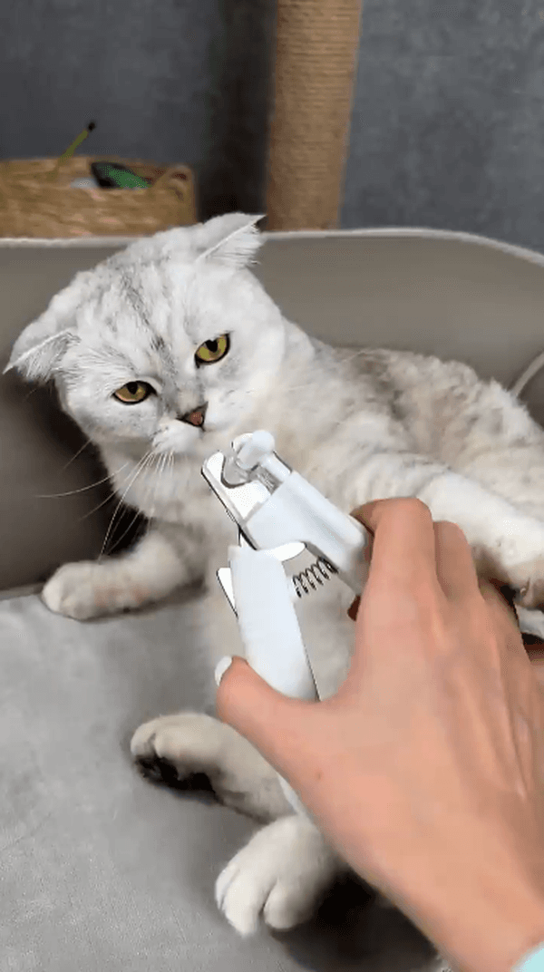 Как подстричь когти кошке 💅