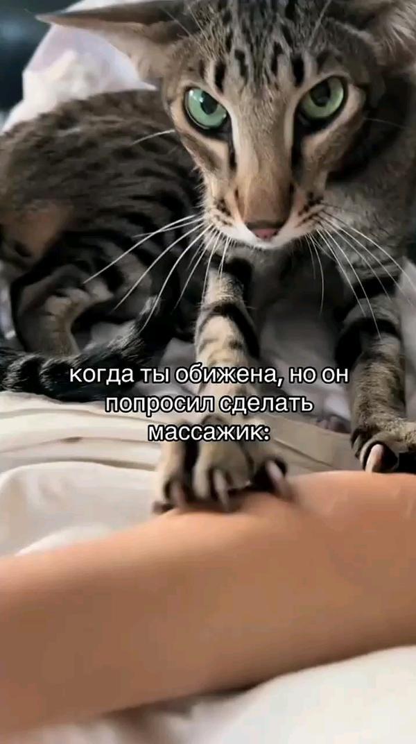 я хочу эту кошку