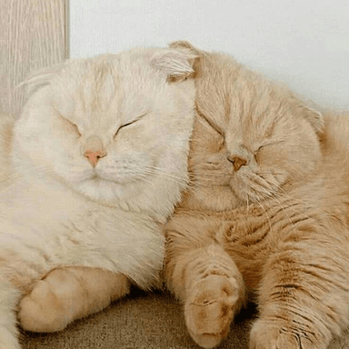 Звук