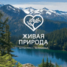 Звук