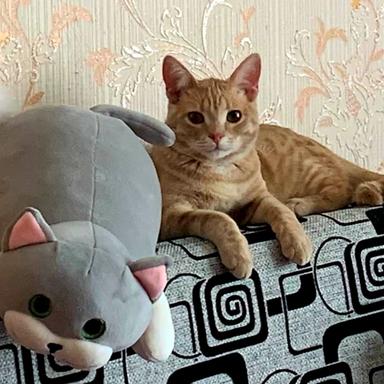 Звук
