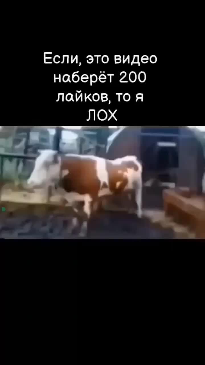 правда #корова