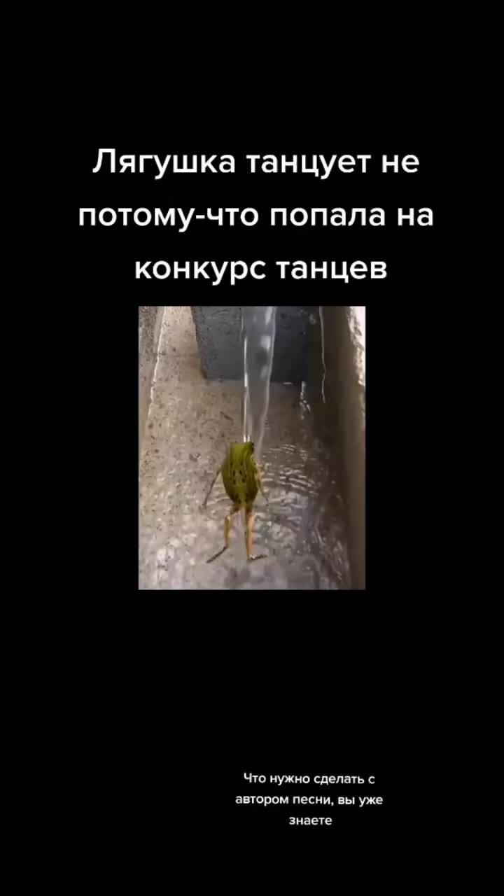 видео в от пользователя лягушка (@frogslovefrogvideos): «если это видео наберёт 1 лайк, я выложу другое видео лягушки #лягушка #лягушкатанцует».федерико феллини - galibri & mavik.