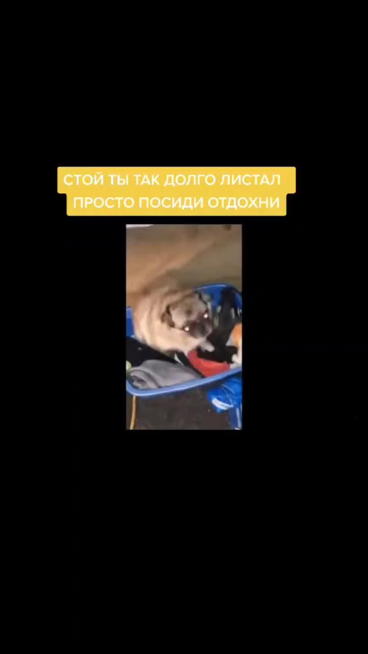 лайки: 287.видео в от пользователя @mot (@crazyshoty): «#приколы #подпишись❤️ #подписка😍 #рекомендации❤️❤️ #boom #мемы2021 #мопсы #мопстанцуетподмузыку».оригинальный звук - @mot.