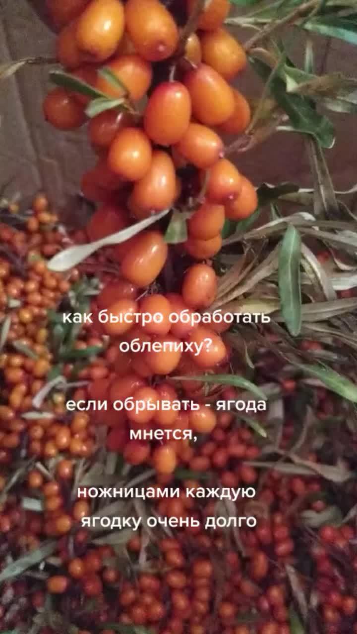 лайки: 198.видео в от пользователя user1865795106233 (@ecofruitsnn): «#облепиха #заготавливаемоблепиху #домашняяпастила #сушимвдегидраторе #пастилабезсахара #пастилаоблепиха #запасаемягоды #фруктовыечипсы».traveling - kush mody.