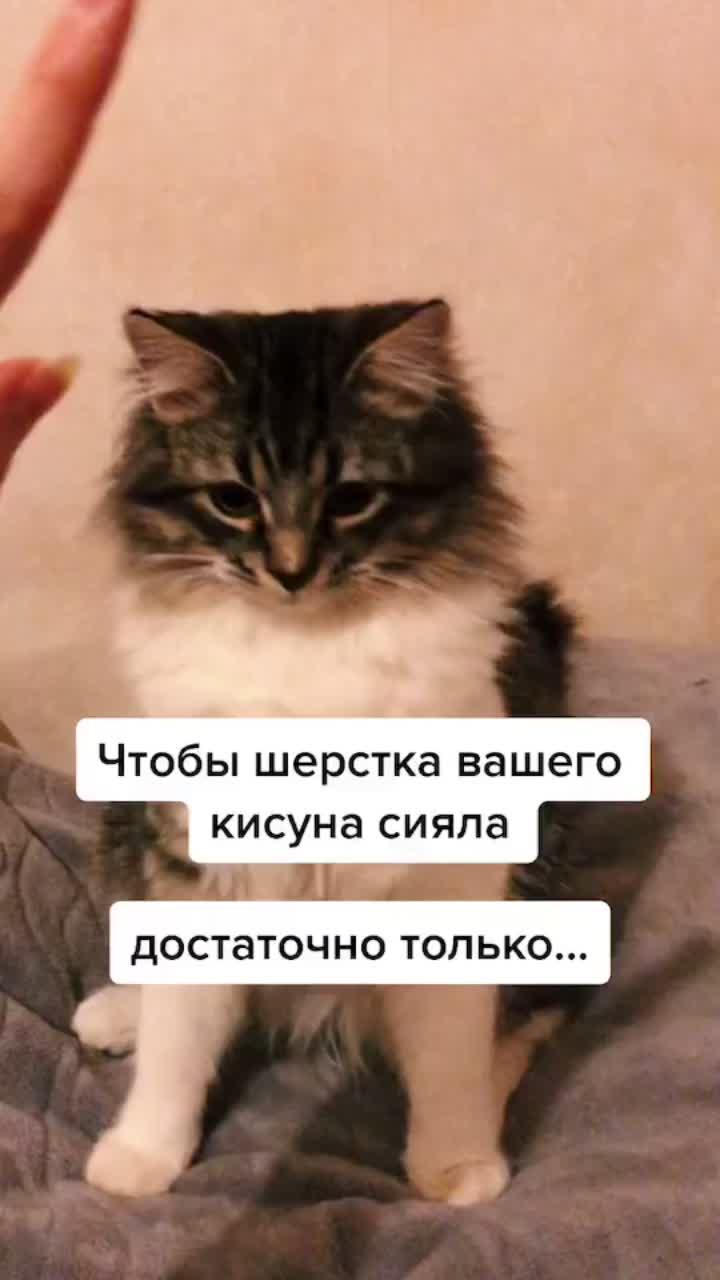 лайки: 363.видео в от пользователя кот кедр (@kedr_cat_boy): «#лайфхаки #дляживотных #смешныекотята #котикисмешные».run free (feat. ivie) - deep chills.