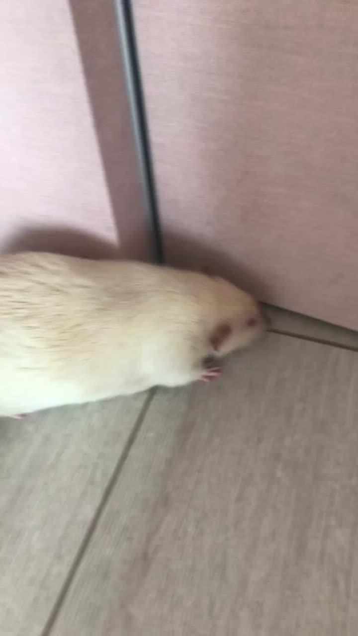 #myrat❤️ мой крысик  джоня ☺️