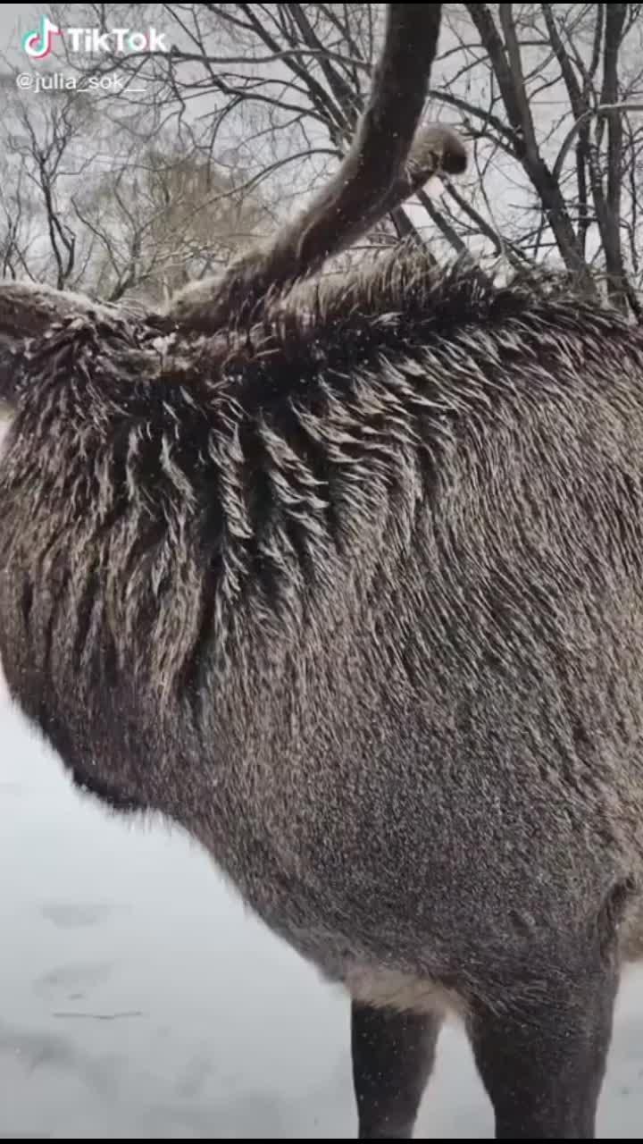 видео от пользователя катерина🦋 (@_katrin15): «лесной олень🦌🥰 #укулеле #леснойолень #вернисьлеснойолень #песня #охужэтанастя #песниизфильмов».оригинальный - катерина🦋.