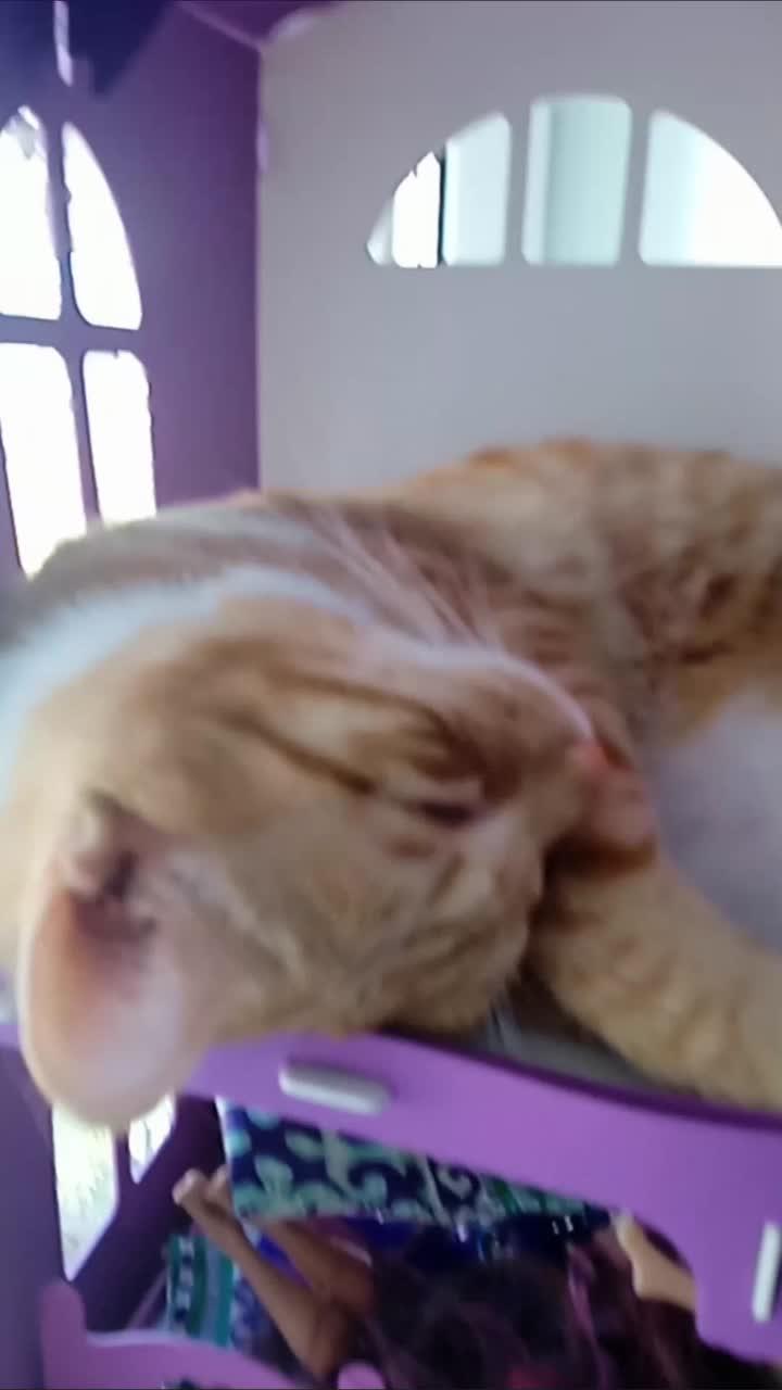 моя киса муся лежит