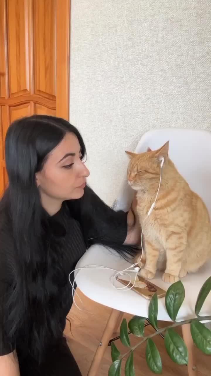 А какую вы музыку слушаете? #кот #котики #рыжийкот #животные #питомцы #питомец #юмор