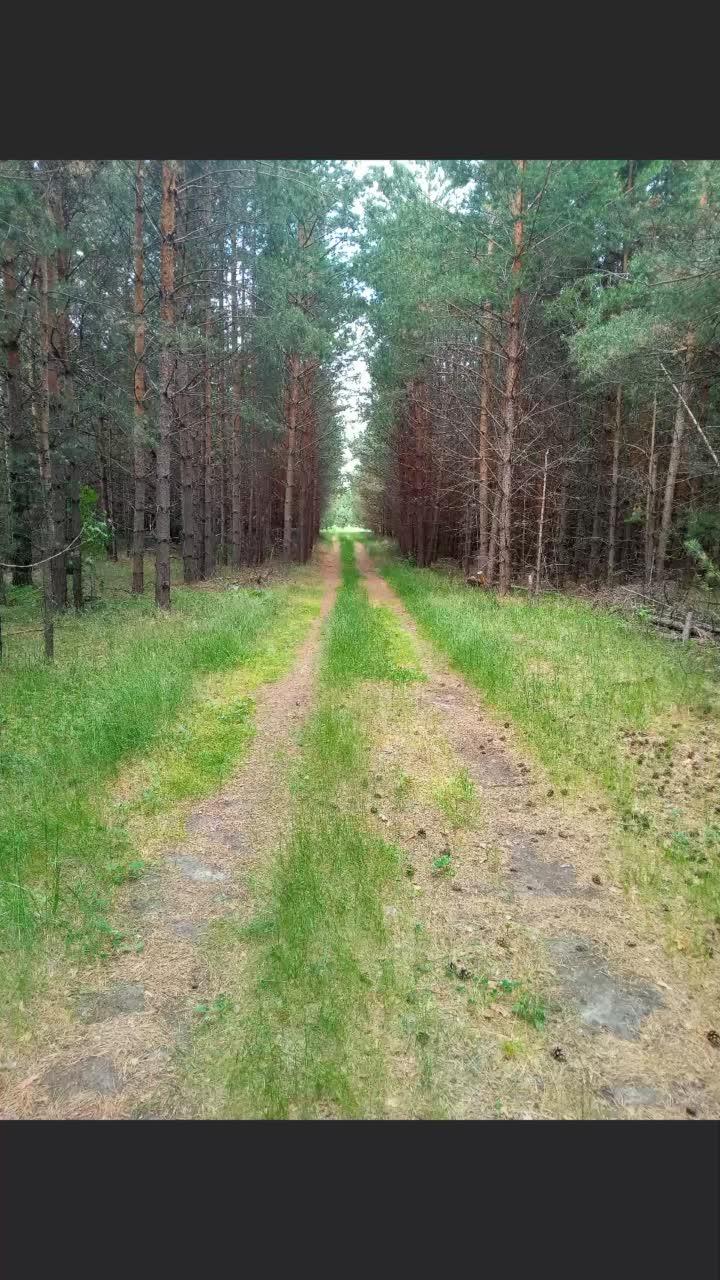 #лес #природа #земляника #яппи