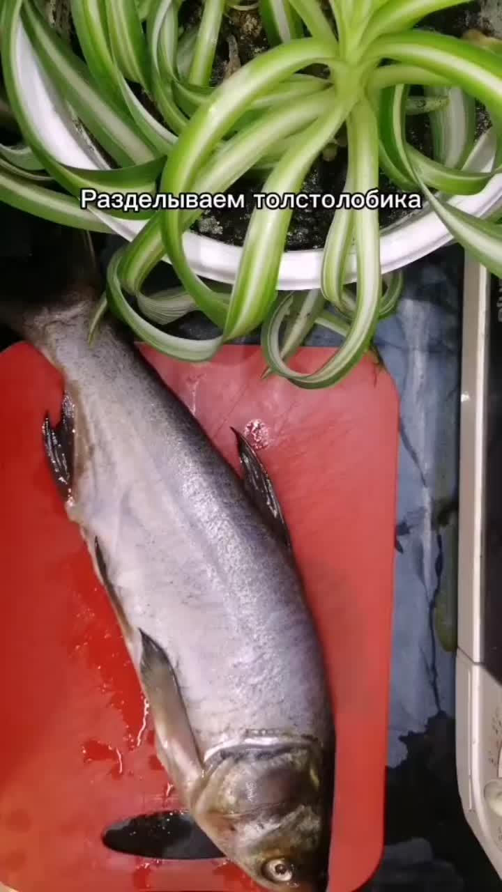 лайки: 171.видео в от пользователя viktoria🌺 (@vkusnyashka_food): «хе из толстолобика🐟 #хеизтолстолобика#хеизрыбы#хеизрыбырецепт#рыбахе#хе».infinity - jaymes young.