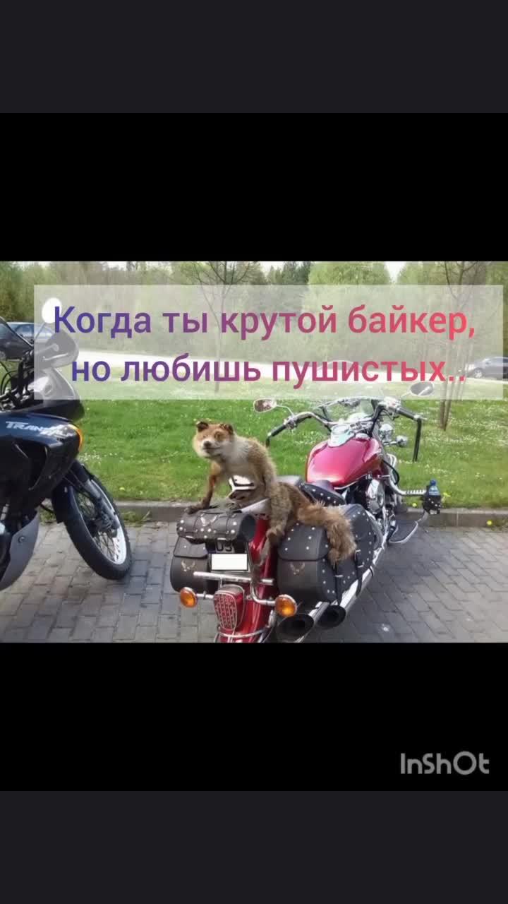 пушистые мотоциклы #мото #мотоциклы #мотоцикл