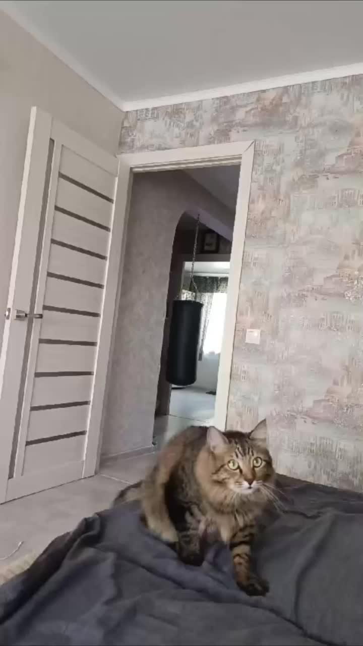 мой котик