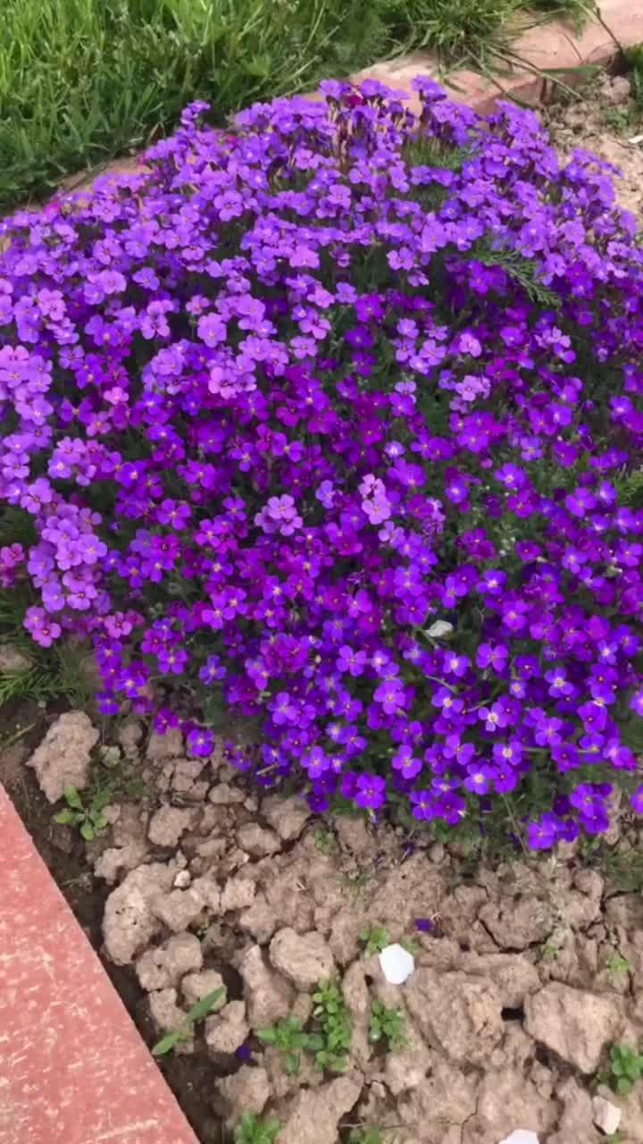 лайки: 229.6k.комментарии: 1735.видео от пользователя сад и дом (@lana____land): «#моярассада #садиогород #сад #огород #цветы #обриета #мойсад #дом».flower gardening. steven universe - l.dre.