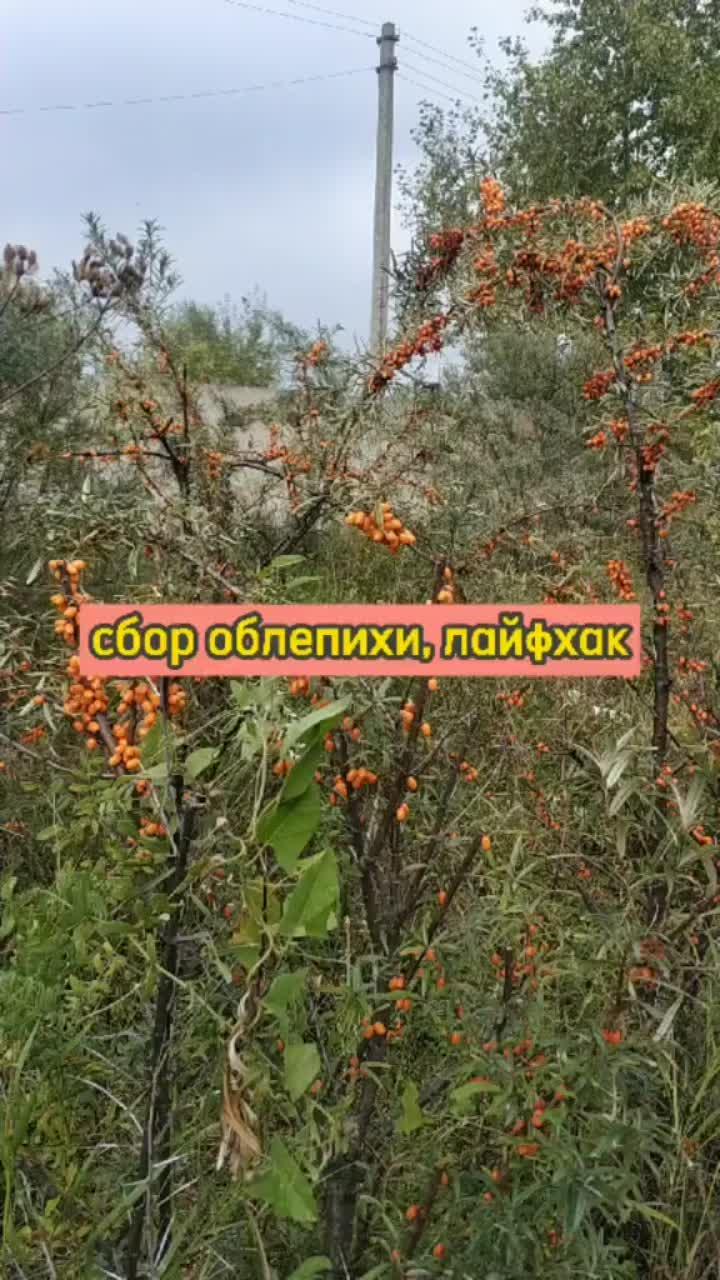 лайки: 368.видео в от пользователя олег (@oleg_yurievich1): «#capcut #сбороблепихи#облепиха#осень2021 #лайфхак».оригинальный звук - олег.