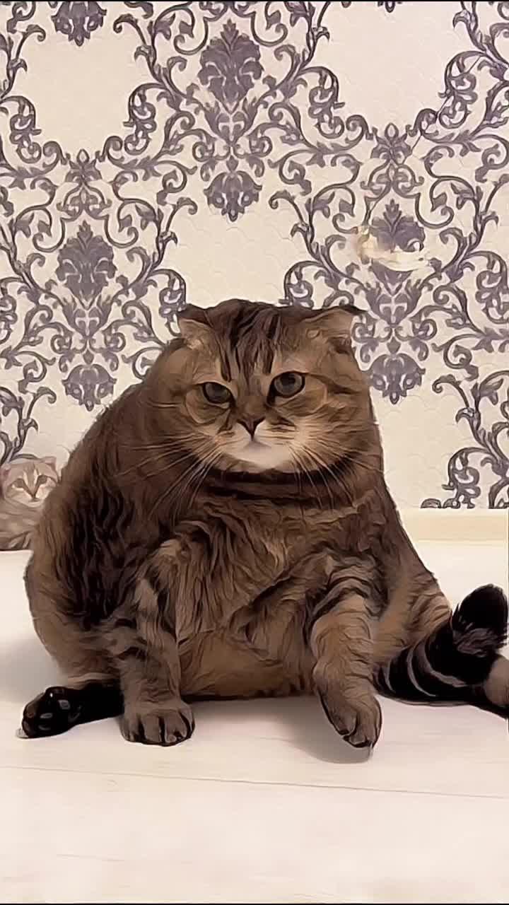 А какой у вас график работы?😎 #тусякискис #тэякискис #кошка #кошки #котики #киса #питомцы #животные #animals #cat #cats #pet #pets #комедия #юмор
