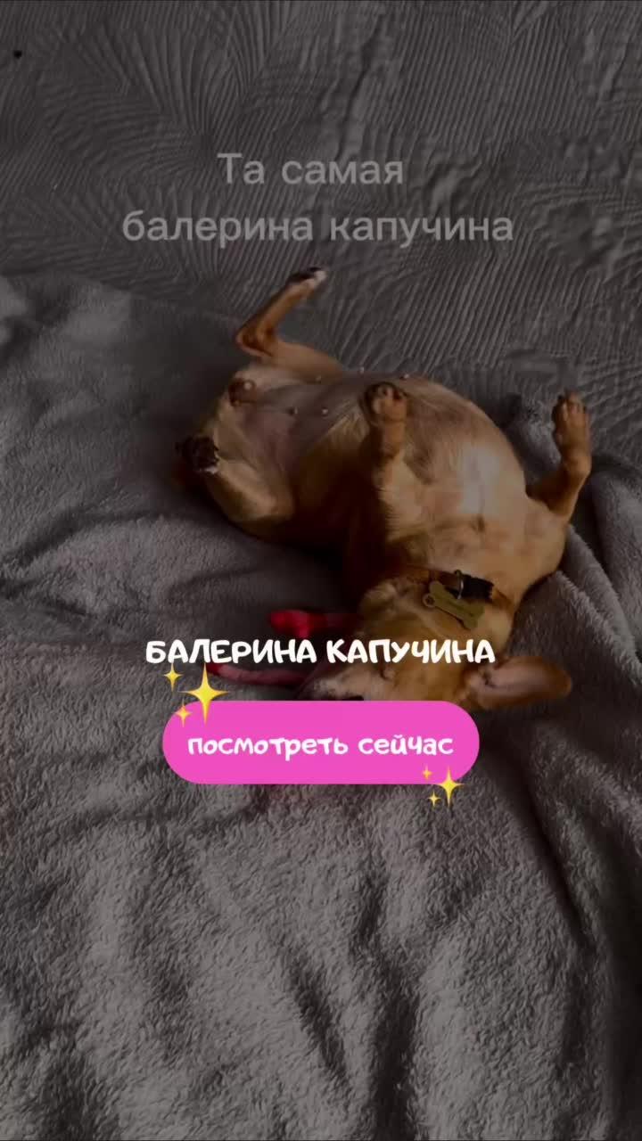 #крокодило #балеринакапучина