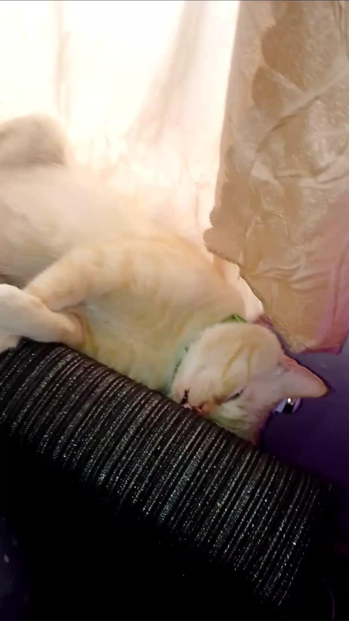 #кайфуем #животные #питомцы #котик #весна #с1днемВесны