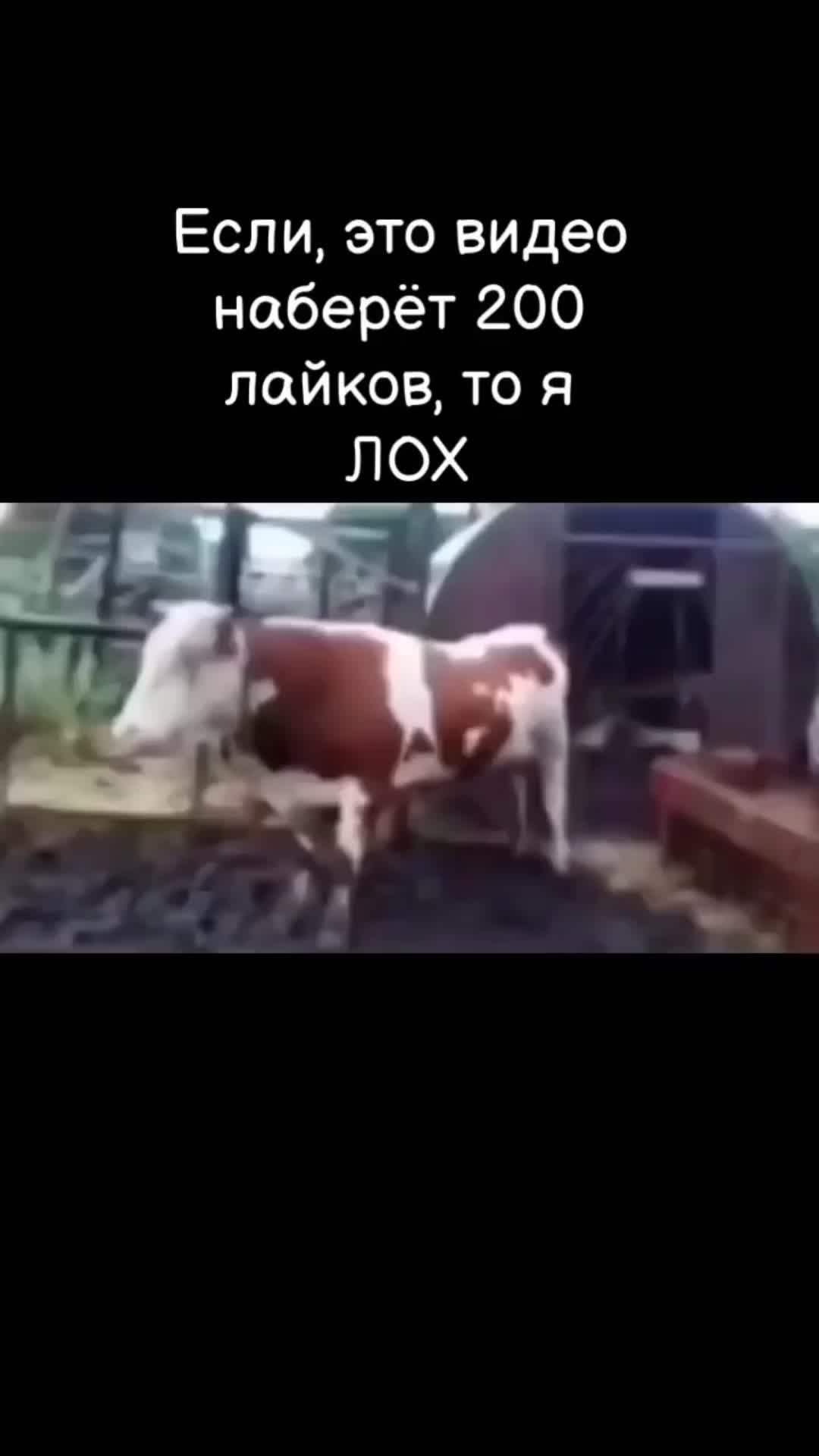 танцуют токо коровы