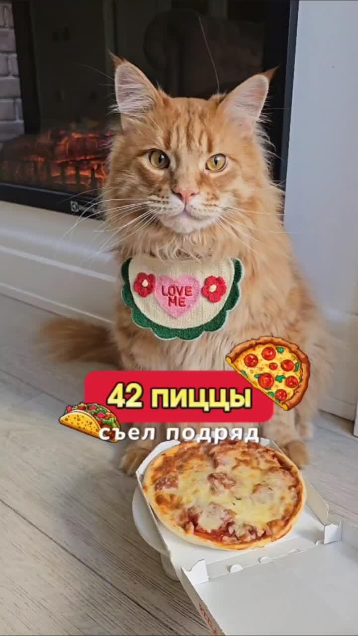 Всем привет 👋😸
#кот #животные
