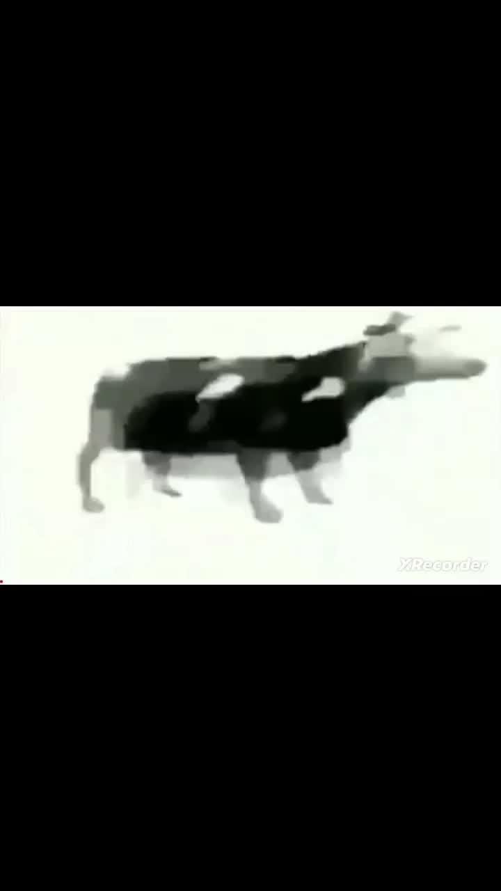 корова танцует под польскую песенку