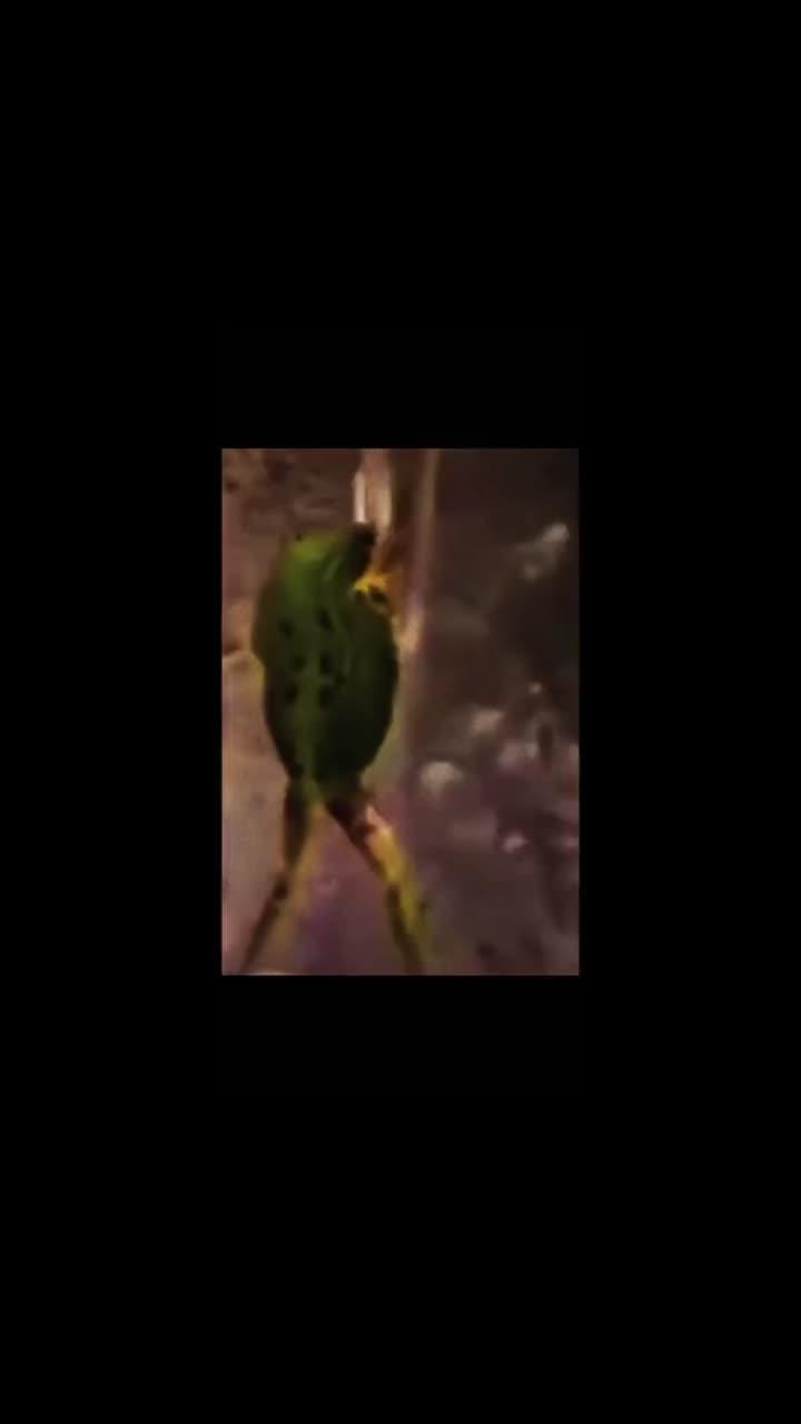 лайки: 1974.комментарии: 38.видео в от пользователя fistaskaq (@fistaskaq): «просили лягушку, вот вам лягушка аххавх😂❤️ я в шоке вас уже 163 оаоаоао капец #лягушкавдуше #лягушка».cute frog. оригинальный звук - fistaskaq.