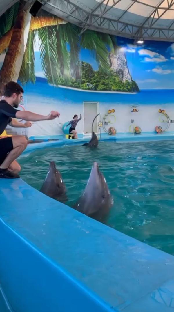 Красивые дельфины в аквапарке #дельфины #аквапарк #животные #марафонконтента #марафон #рыбы #рыбки #дельфин