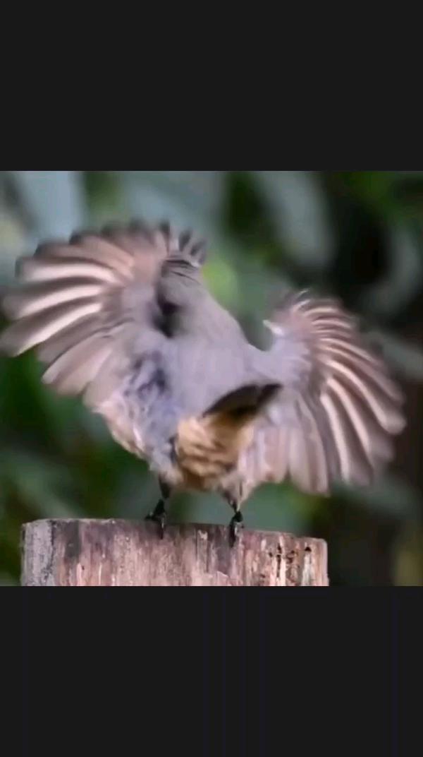Хоба! Хоба! Хоба!

🕺Зажигательным танцем самец щитоносной райской птицы Виктории старается привлечь внимание самки.