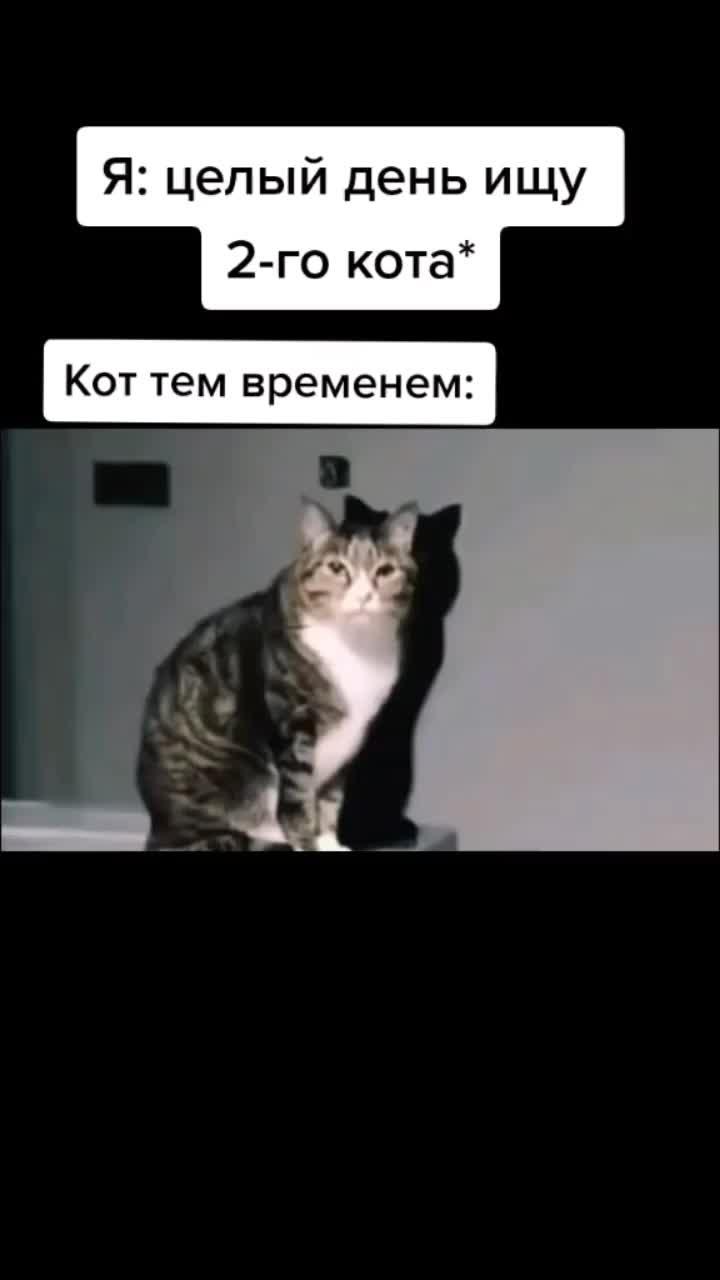 Мем про кота
