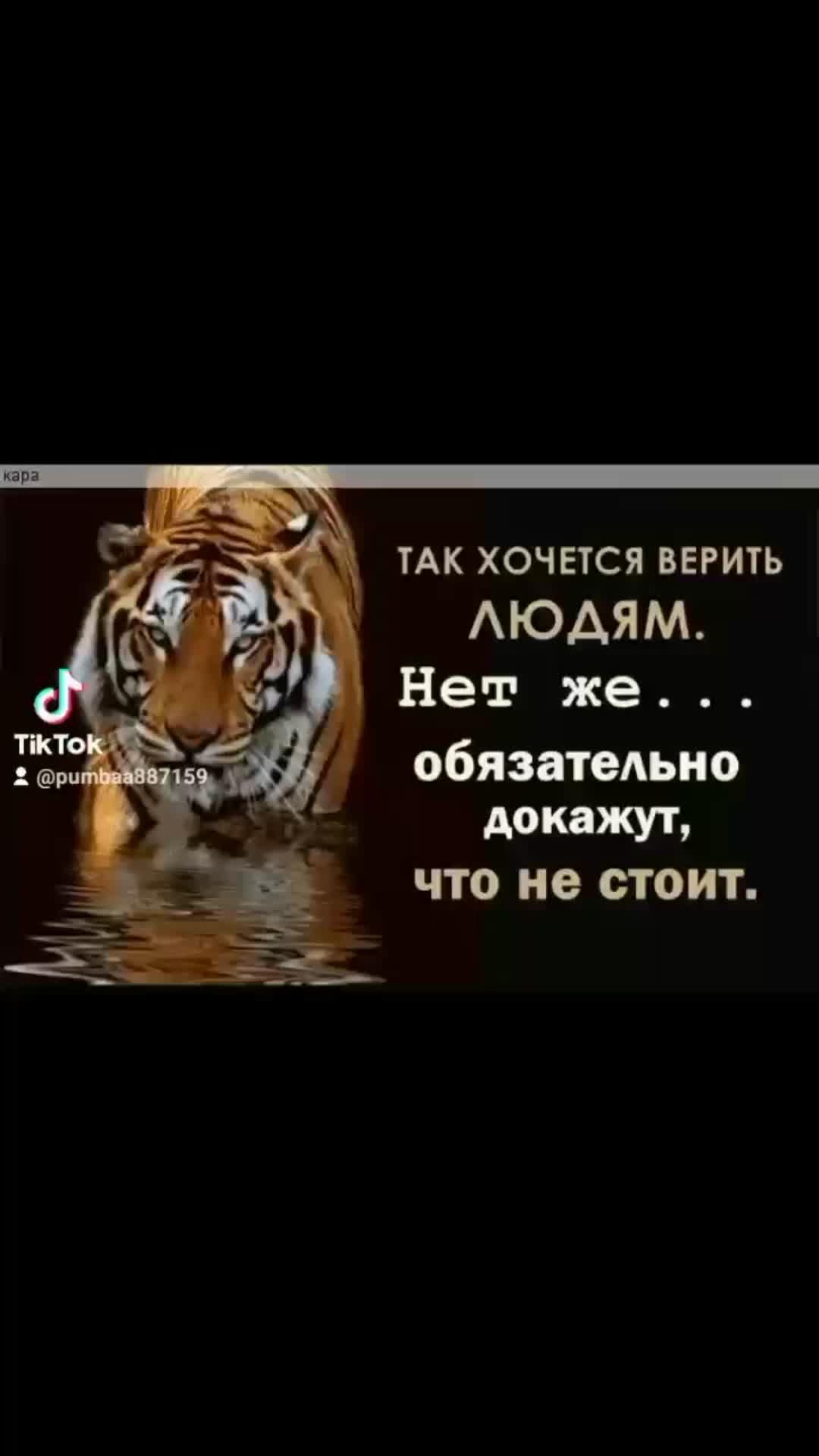 Тигр#тигры#