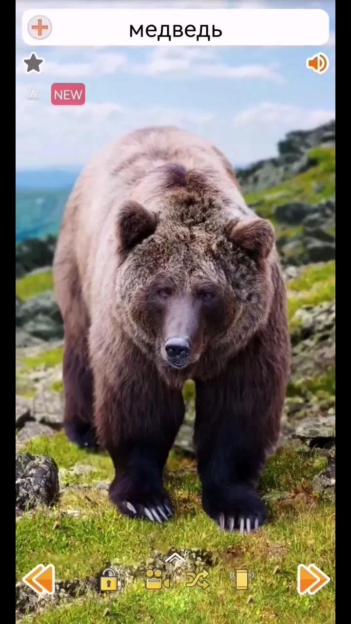 Звуки медведя #Животные #медведь #Bear #animals