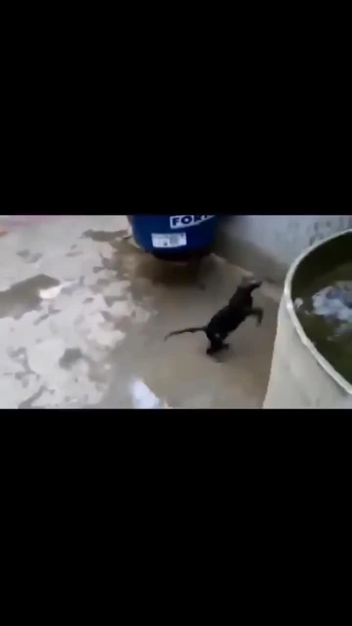 Смешное видео с котиком