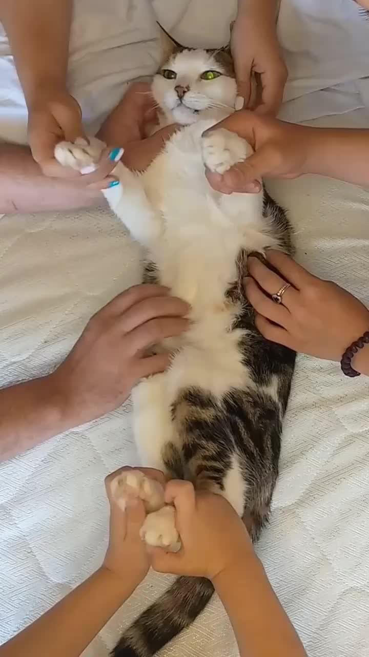 массаж для котика