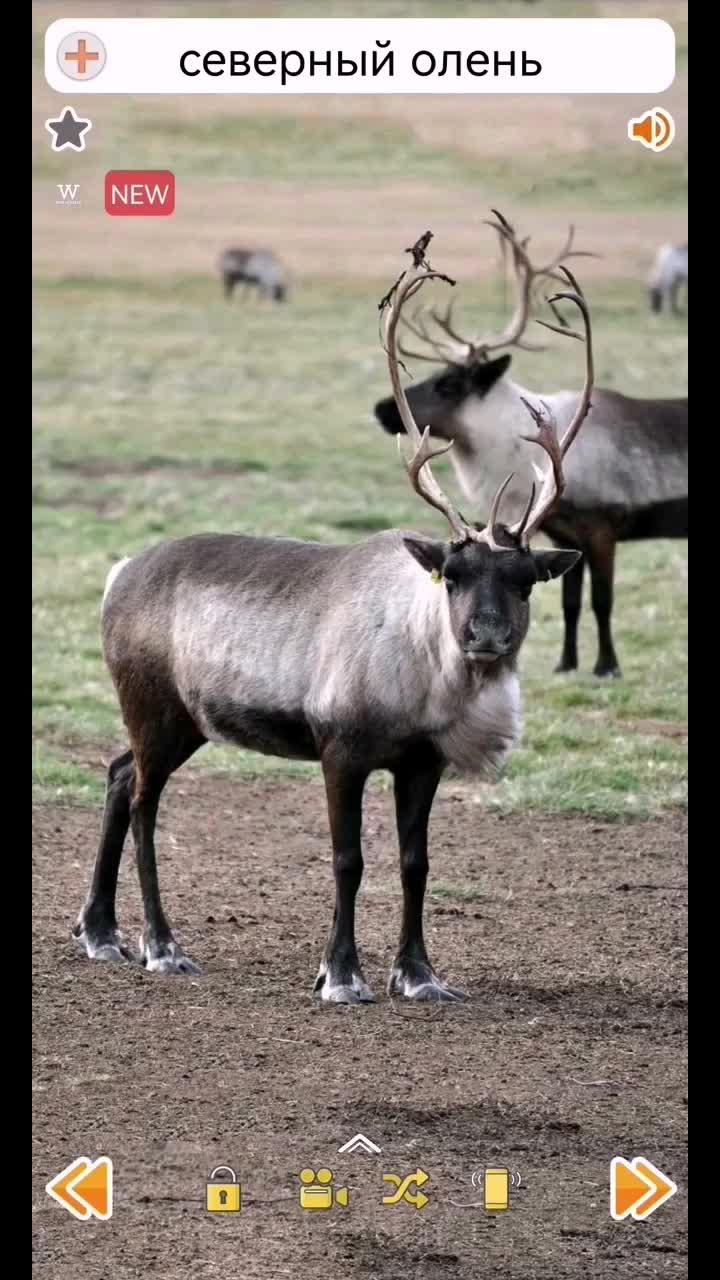 Звуки северного оленя #Животные #Олень #reindeer