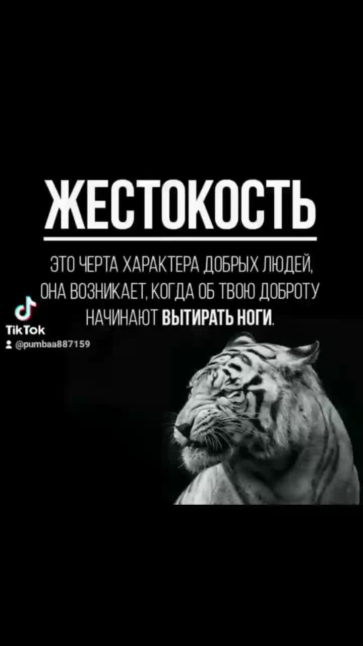 #тигр#тигры