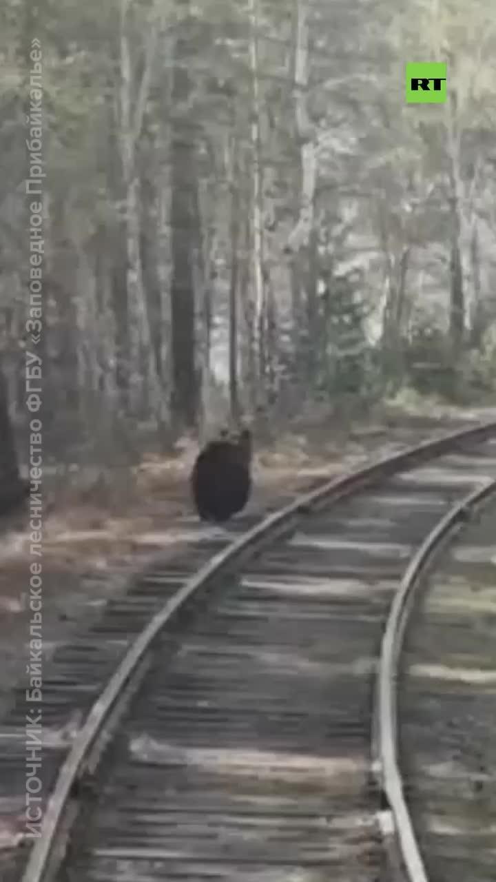 Прогулка медведя по Кругобайкальской железной дороге #медведь #иркутскаяобласть