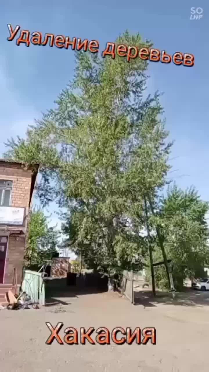 удаление деревьев в Хакасии #удаление #обрезка #благоустройство #хакасия